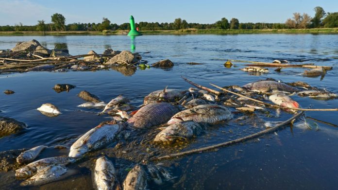 Tons of dead fish: Mysterious pollution of the Oder River in Poland raises fears of an environmental disaster

