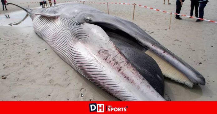 A new whale washes up on the beach of Finisterre, the third in less than a month

