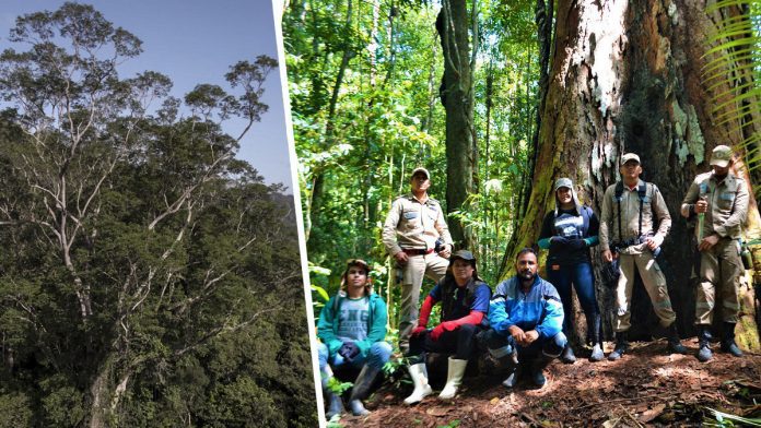 'Simply Divine': Scientists reach tallest tree ever found in Amazon rainforest (Photo)

