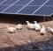 Chickens with solar systems from Münch Energie can be seen on the farm at the Frochbruna organic farm in Kronach
