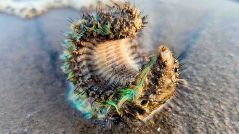 Deep sea creature: Man finds bizarre creature on beach in Scotland