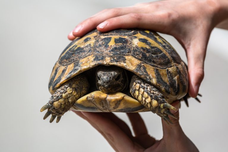 Advancements in Wildlife Research: Focus on Leopard Tortoises